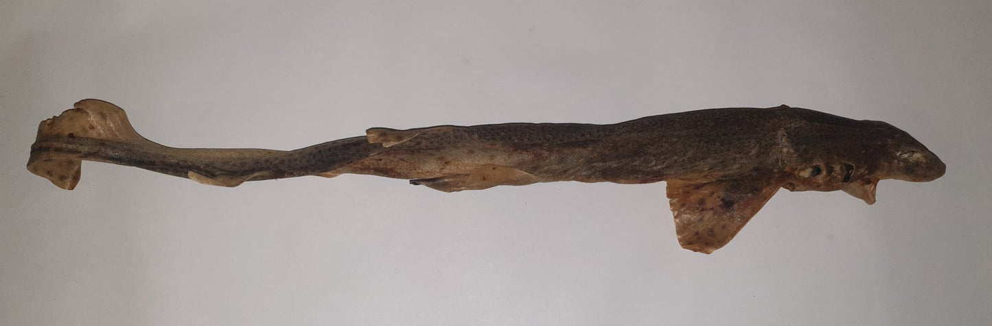 Roussette ( Requin )