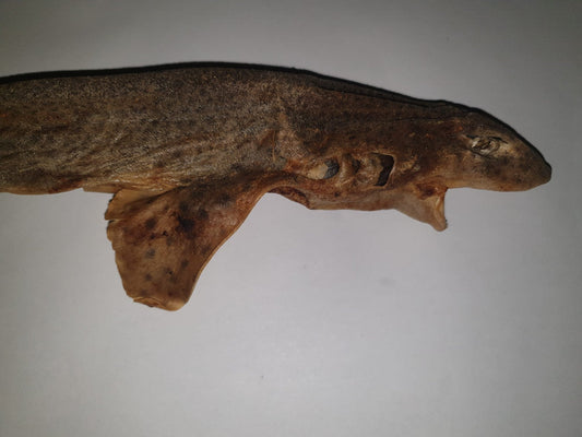 Roussette ( Requin )